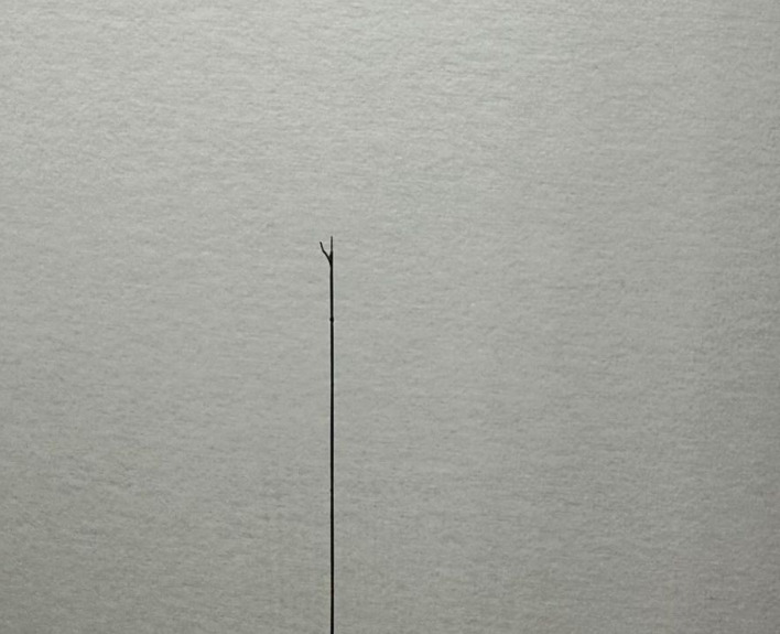 枝毛